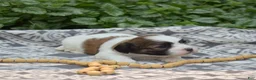 Teddy Bear dogs for sale: Fritter - Ad 6