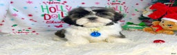 Shih Tzu dogs for sale: Elf - Ad 5