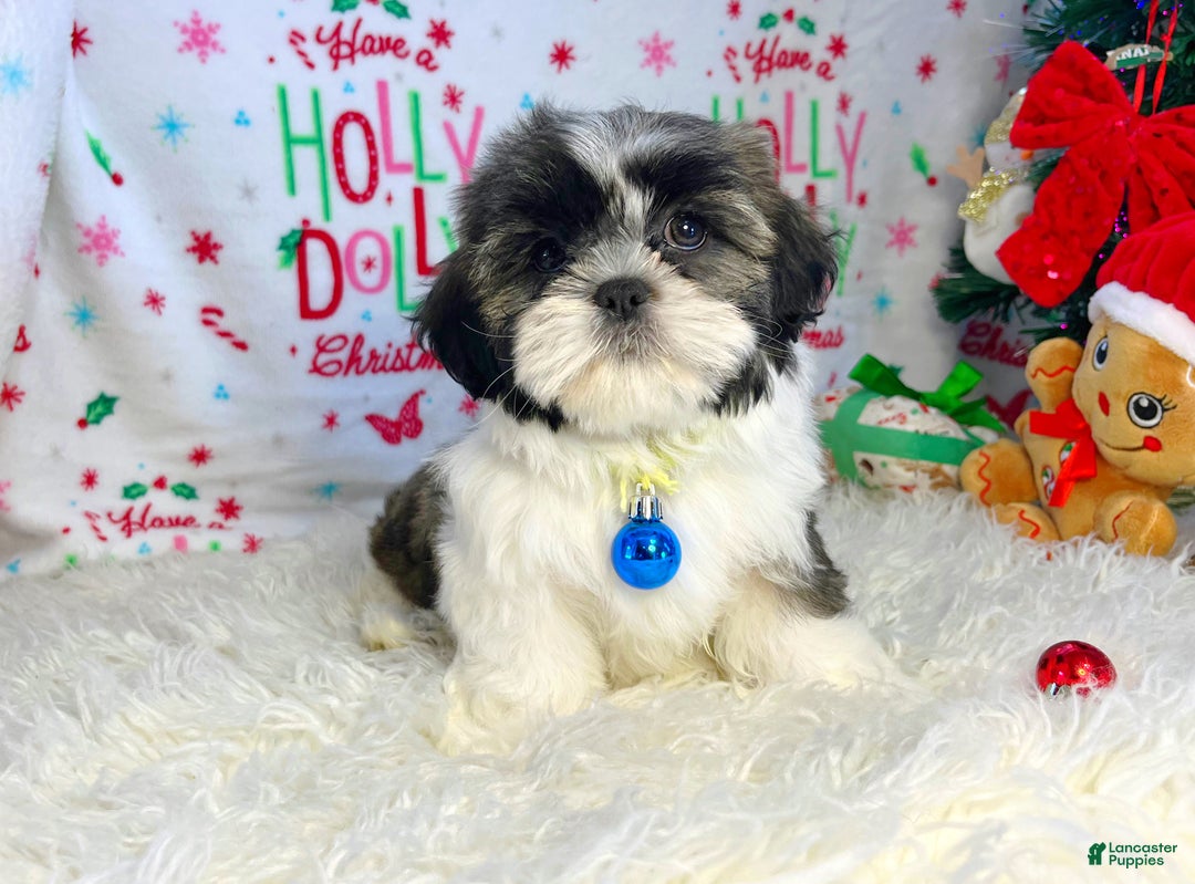 Shih Tzu dogs for sale: Elf - Ad 5