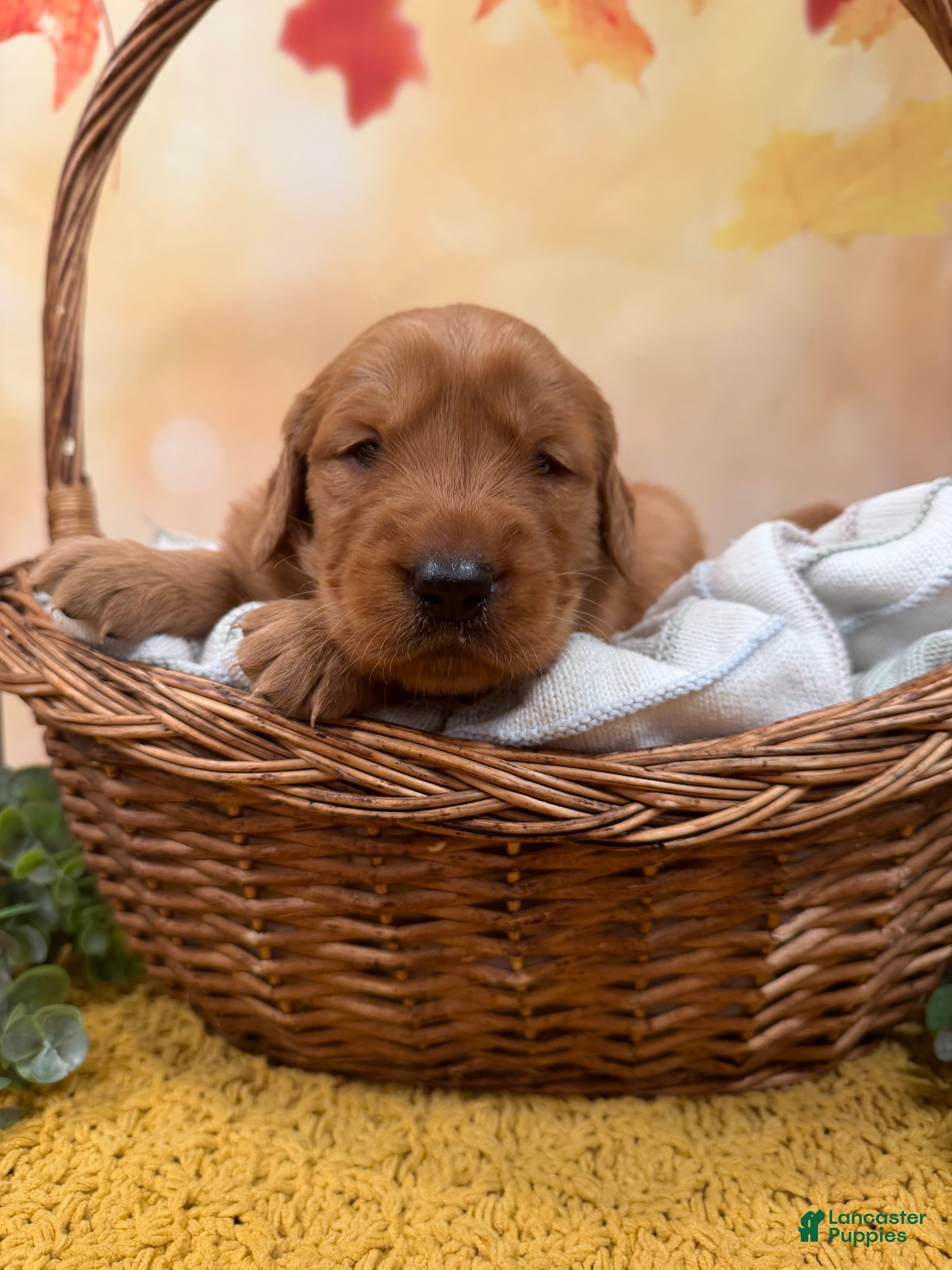 Golden Retriever dogs Hazel - Ad 1