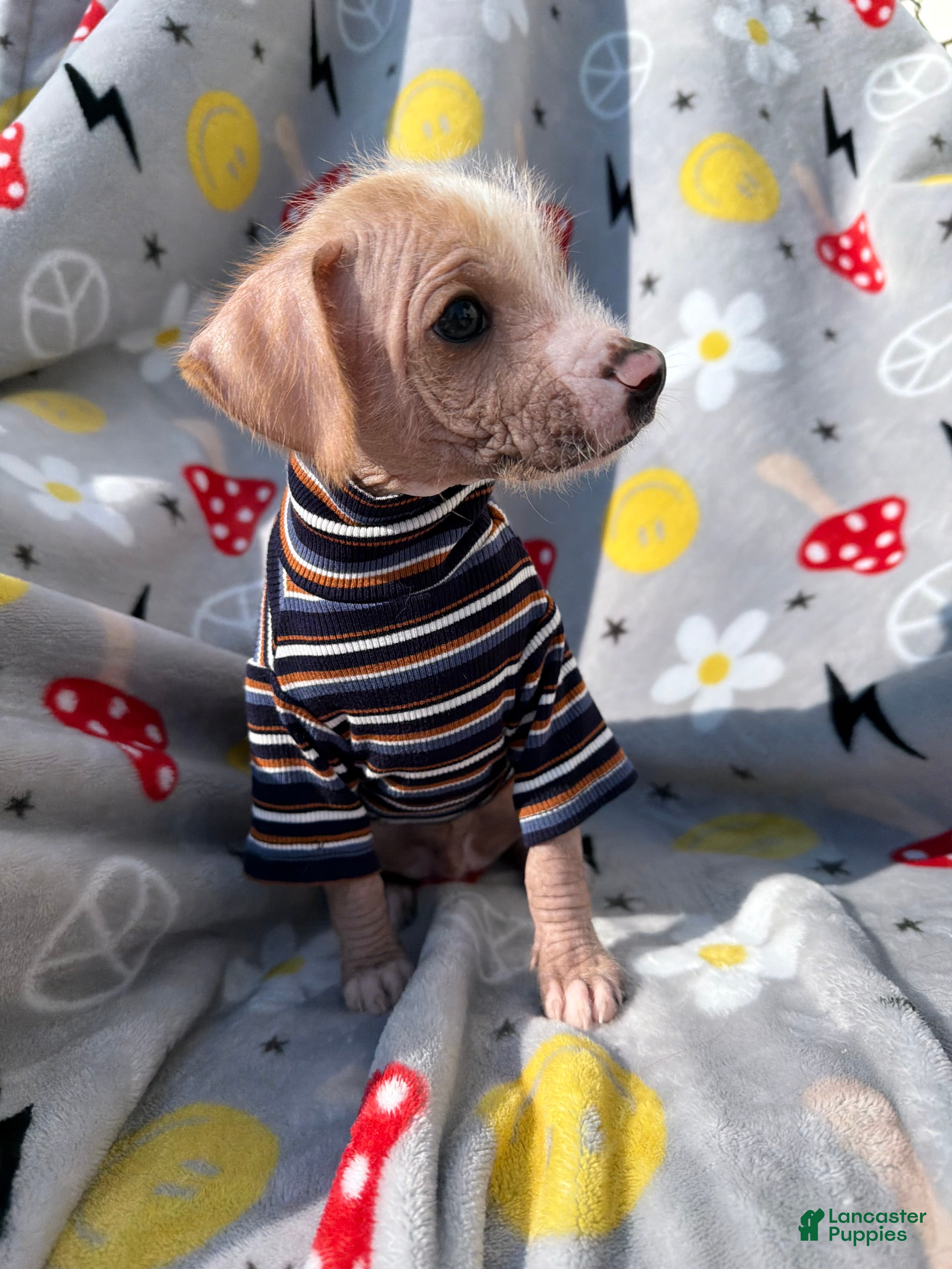 Mixed Breed dogs Mixed Breed Puppy 2 - Ad 1