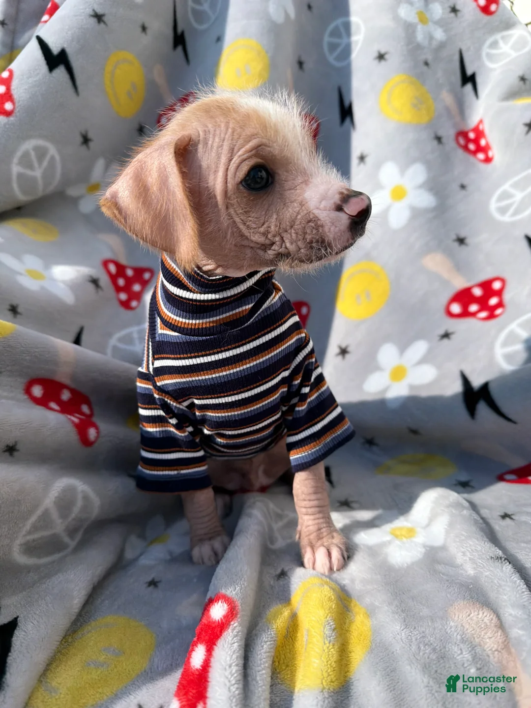 Mixed Breed dogs for sale: Mixed Breed Puppy 2 - Ad 1