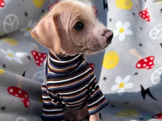 Mixed Breed dogs Mixed Breed Puppy 2 - Ad 1