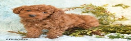 Cockapoo dogs for sale: Babs - Ad 4