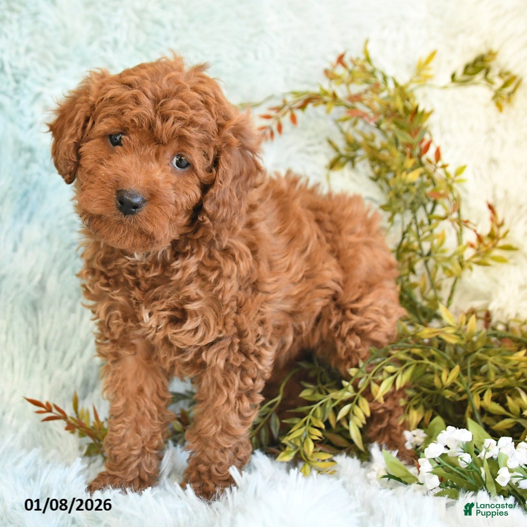 Cockapoo dogs for sale: Babs - Ad 4