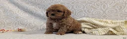 Cavapoo dogs for sale: Teddy - Ad 12