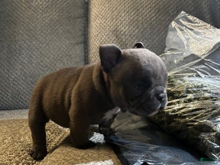 American Bully dogs American Bully Puppy 4 - Ad 12