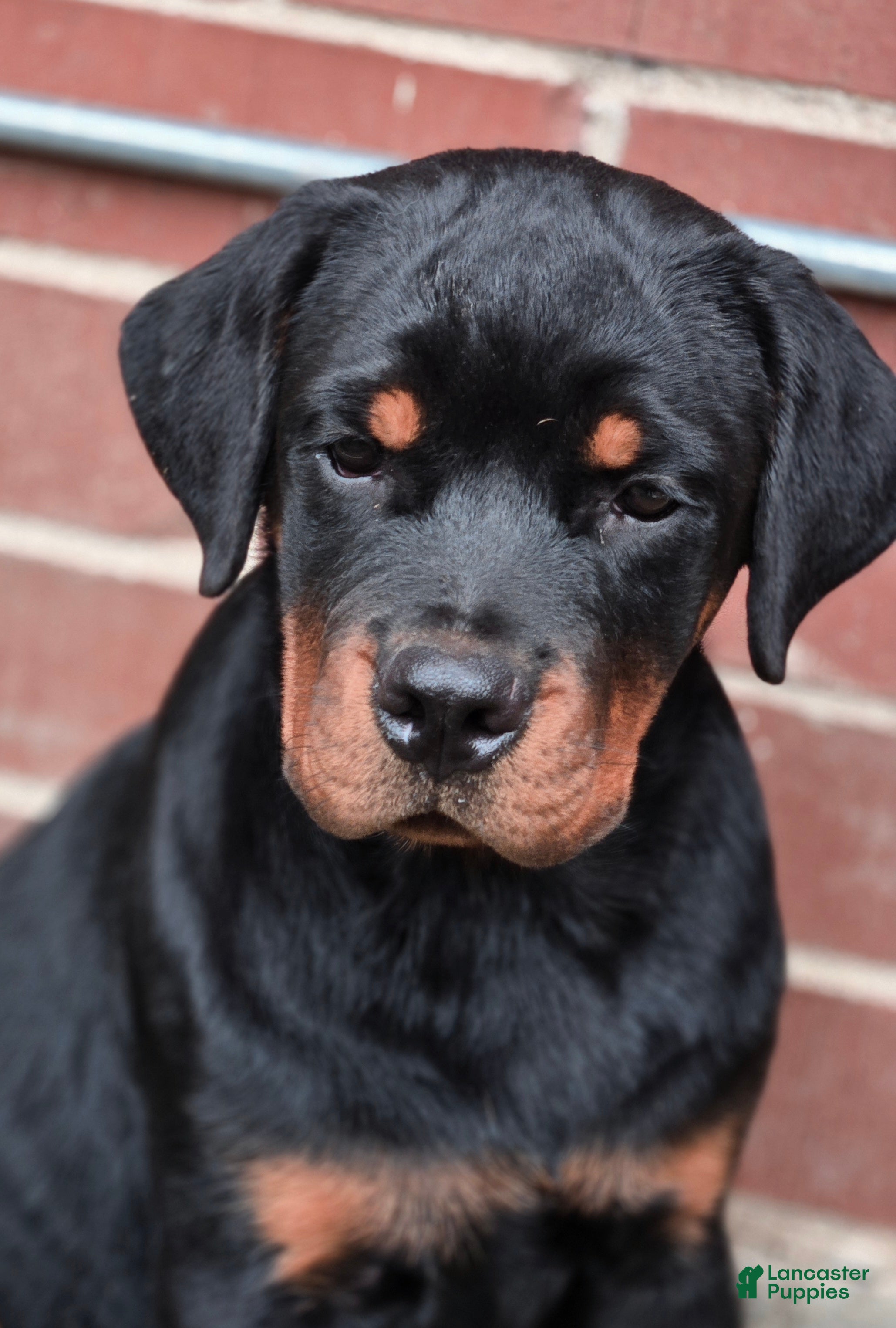 Rottweiler dogs Dubo - Ad 2