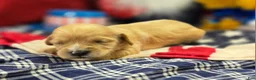 Cavapoo dogs for sale: Tumbleweed - Ad 3