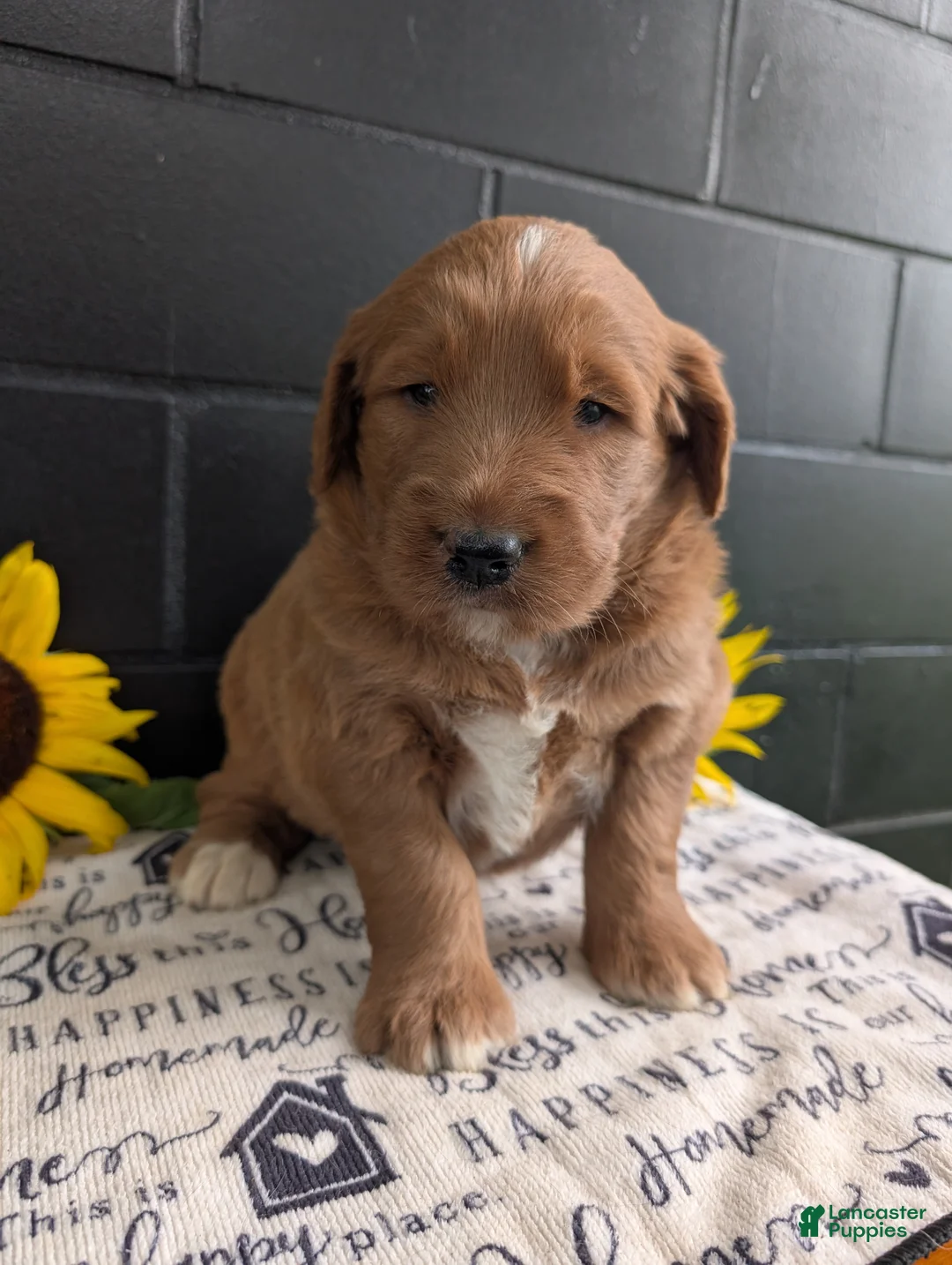Goldendoodle dogs for sale: Mikie - Ad 1