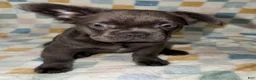French Bulldog dogs for sale: Enzo Jr. (EJ) - Ad 3
