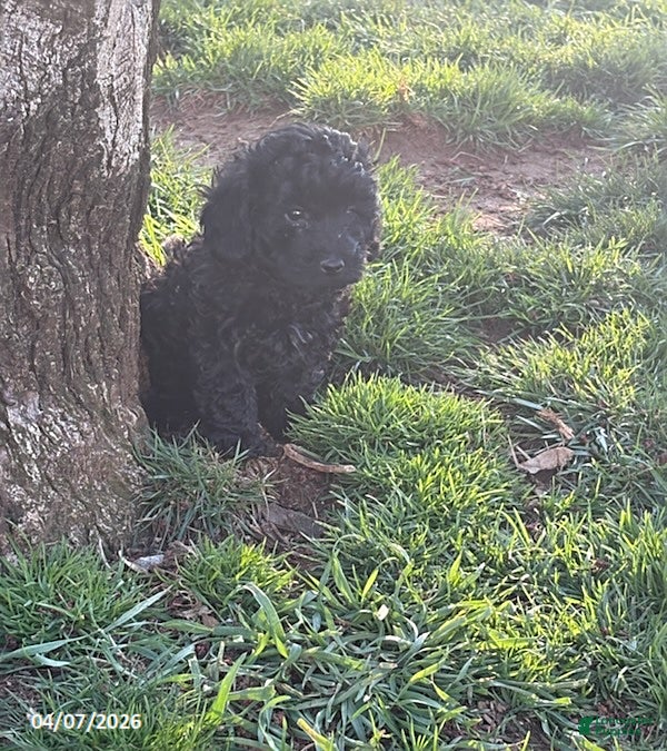 Mixed Breed dogs Blake - Ad 21