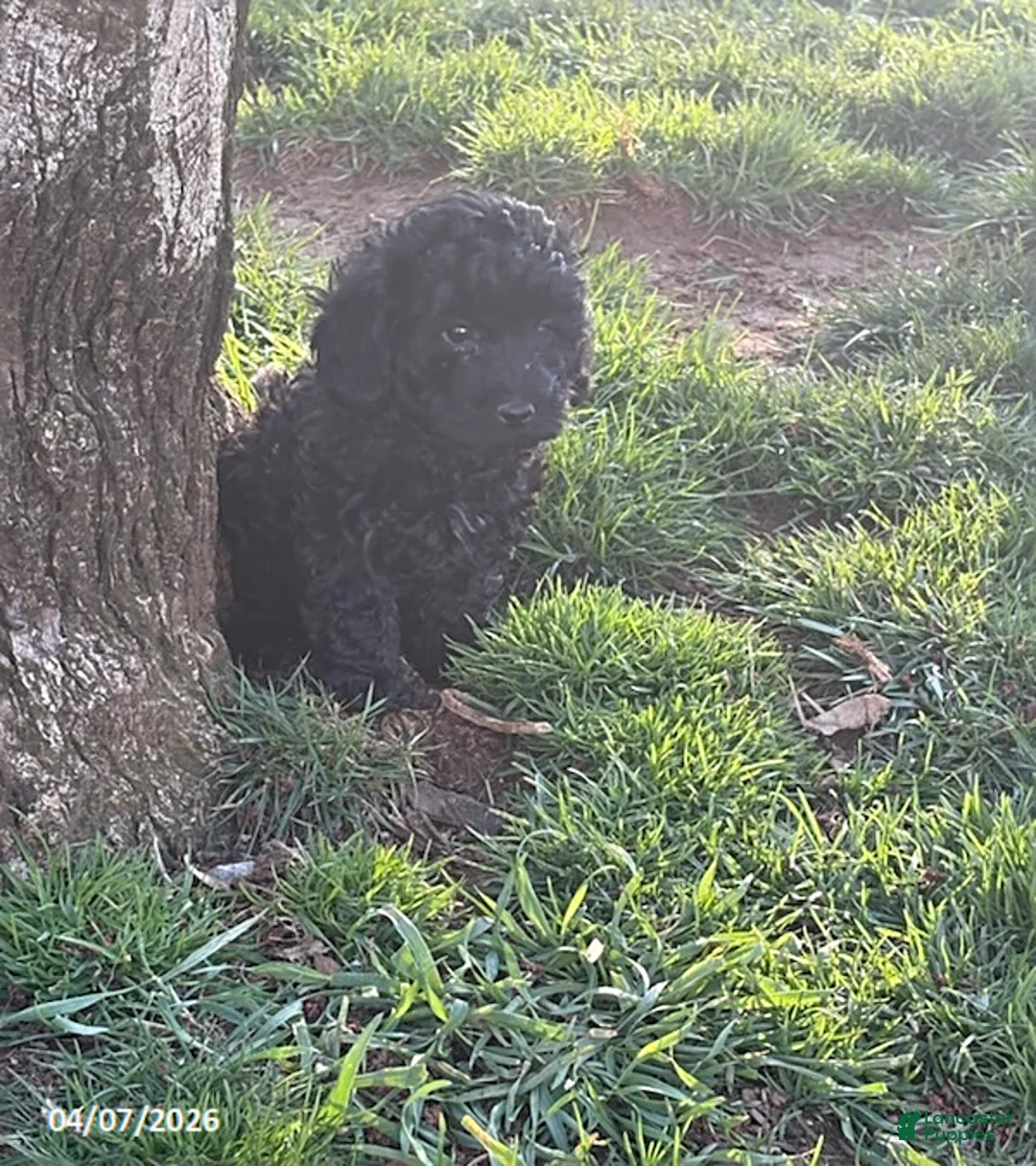 Mixed Breed dogs for sale: Blake - Ad 1