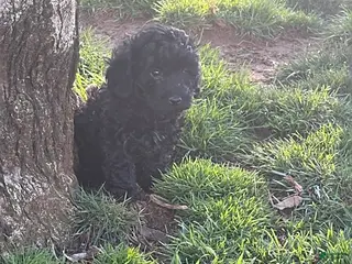 Mixed Breed dogs Blake - Ad 9