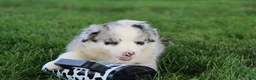 Border Collie dogs for sale: Cruz - Ad 6
