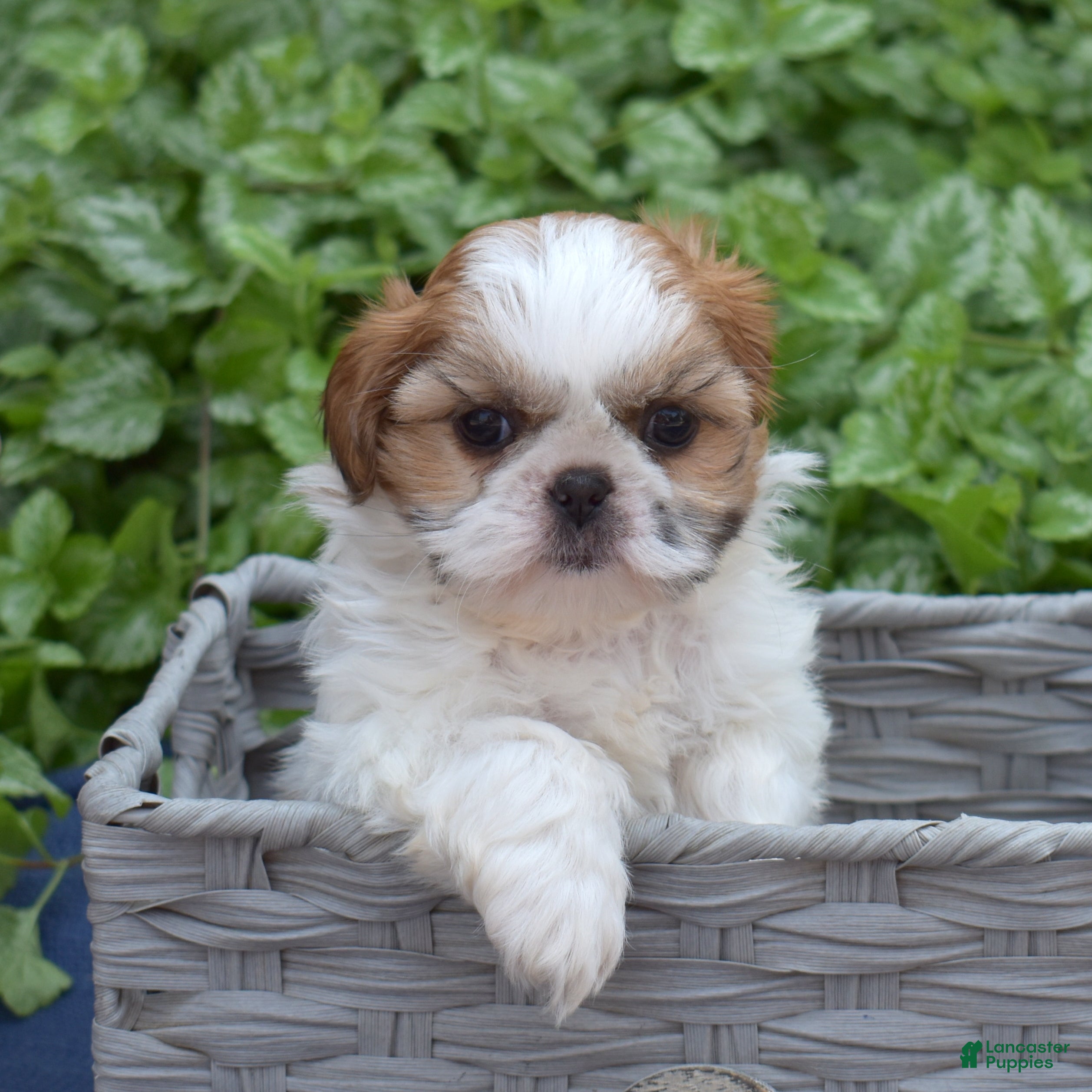 Shih Tzu dogs Penny  - Ad 2