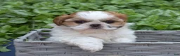 Shih Tzu dogs for sale: Penny  - Ad 2
