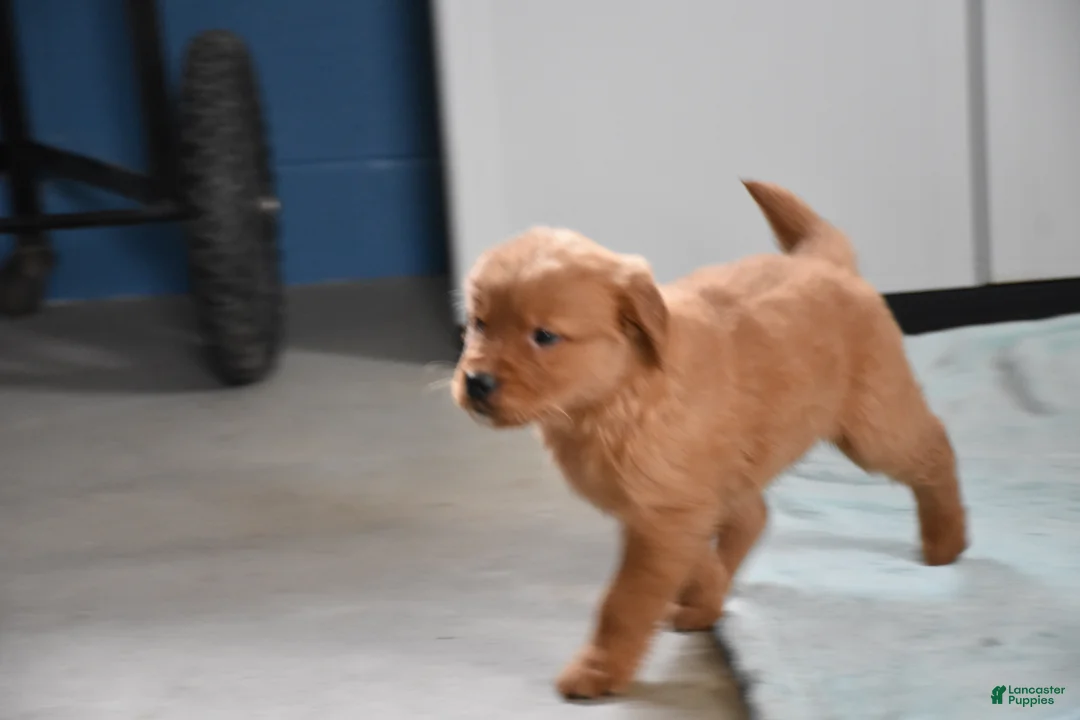 Golden Retriever dogs for sale: Sydney   Genetic/OFA - Ad 10