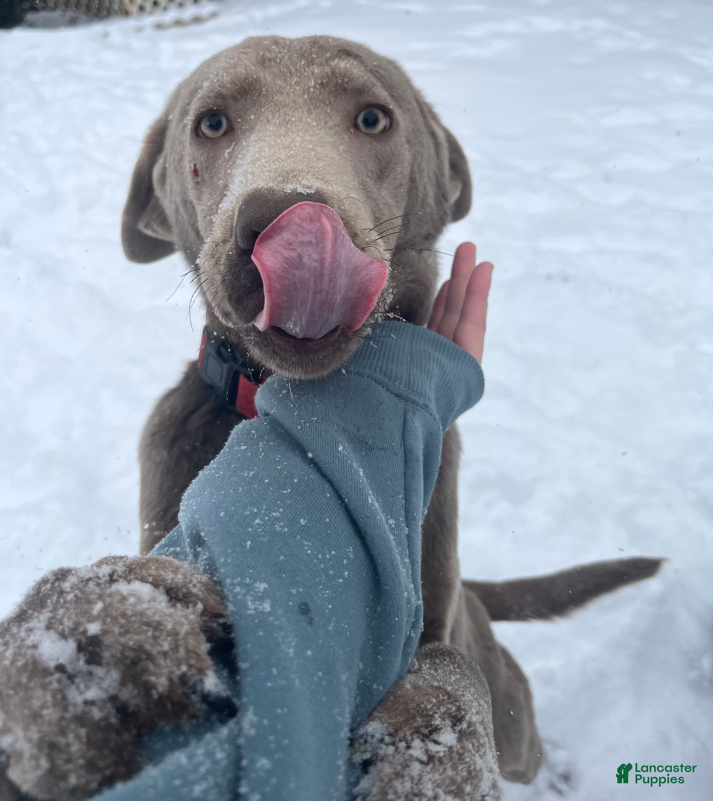 Labrador Retriever dogs Silver Lab - Ad 25