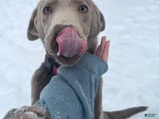 Labrador Retriever dogs Silver Lab - Ad 25