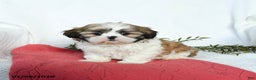 Shih Tzu dogs for sale: Lincoln - Ad 2