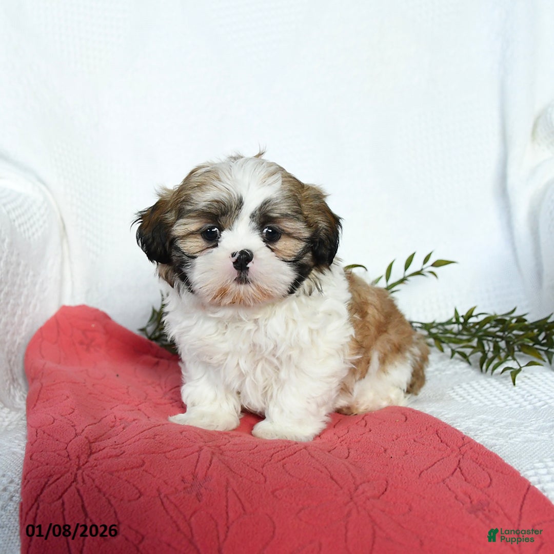 Shih Tzu dogs for sale: Lincoln - Ad 2