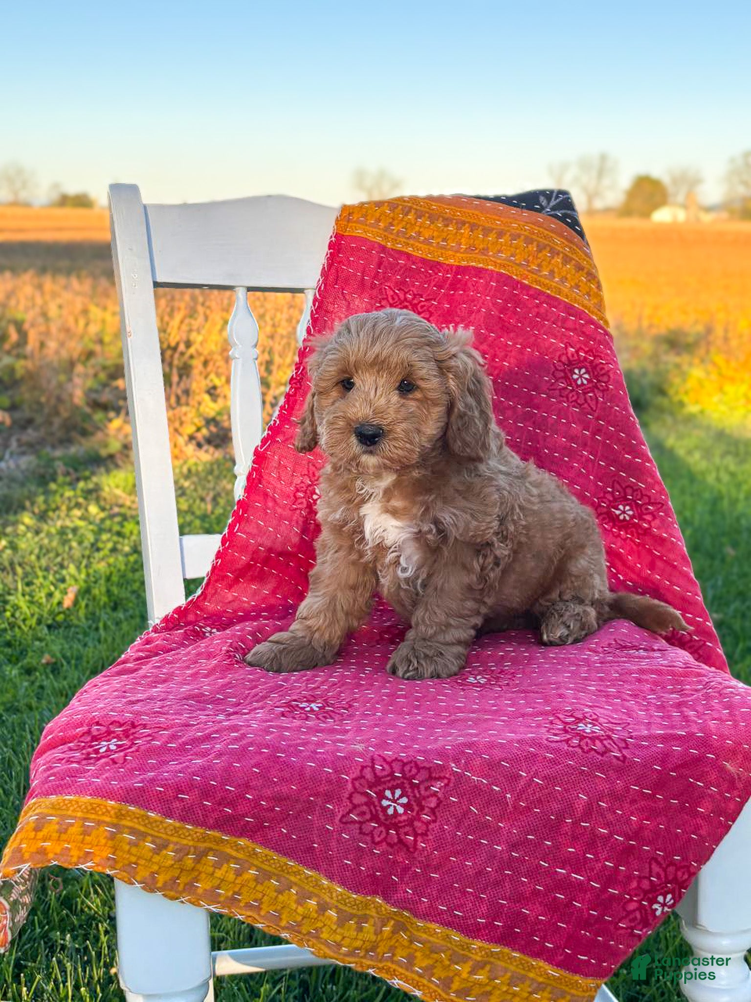 Mini Goldendoodle dogs for sale: Bandit - Ad 2