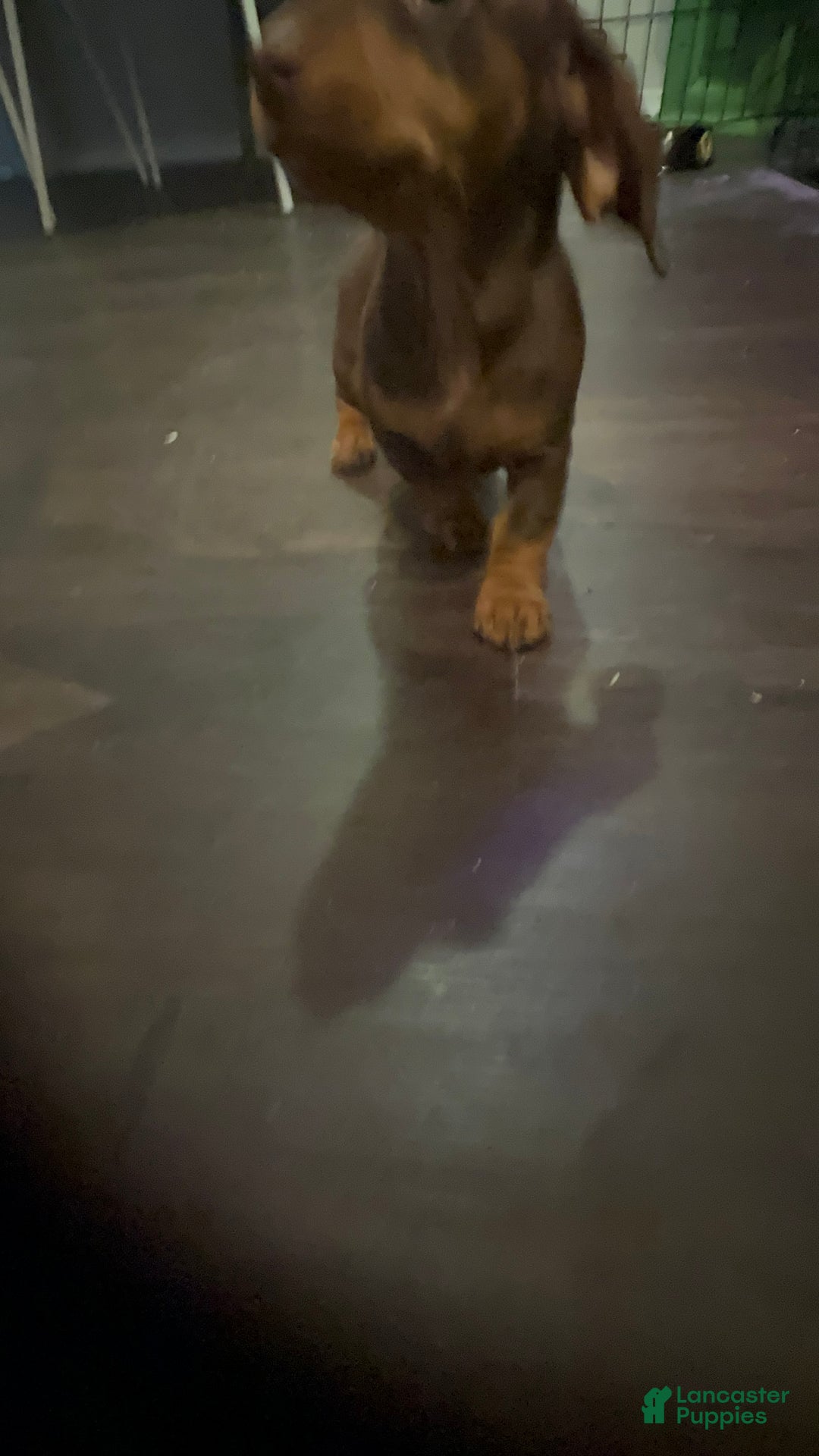 Dachshund dogs for sale: Dachshund Puppy 3 - Ad 3