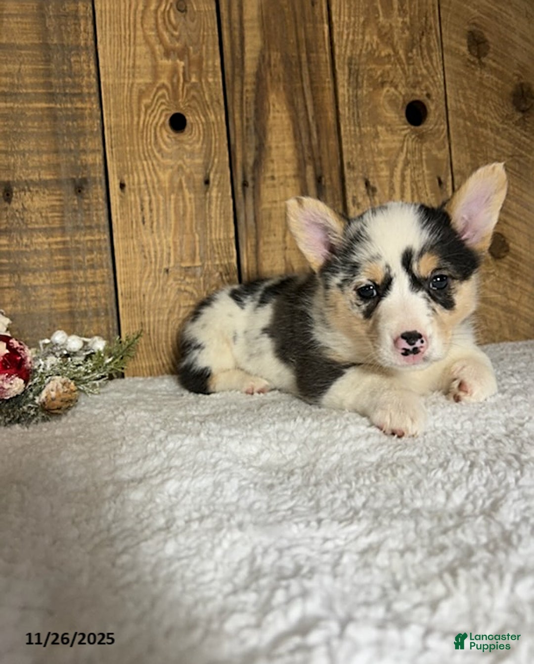 Welsh Corgi Pembroke dogs for sale: Robin - Ad 2