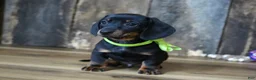 Miniature Dachshund dogs for sale: Holden - Ad 3