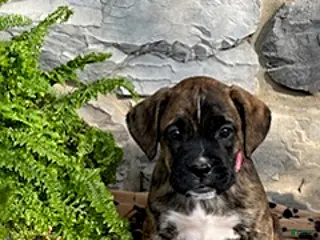 Mixed Breed dogs for sale: Amber - Ad 2