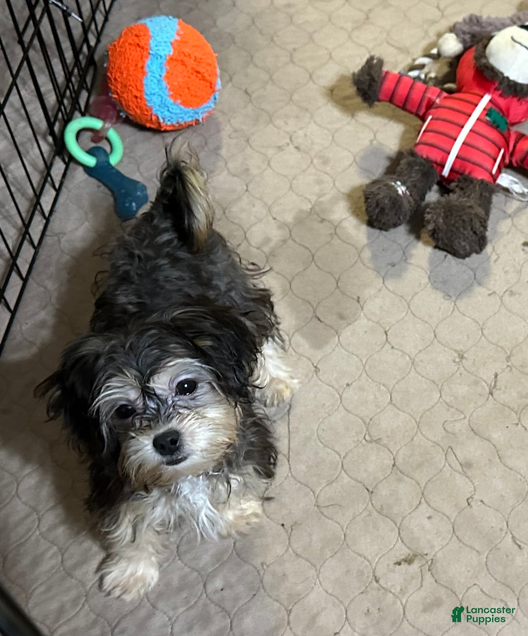 Shihpoo dogs for sale: Shihpoo Puppy 5 - Ad 6