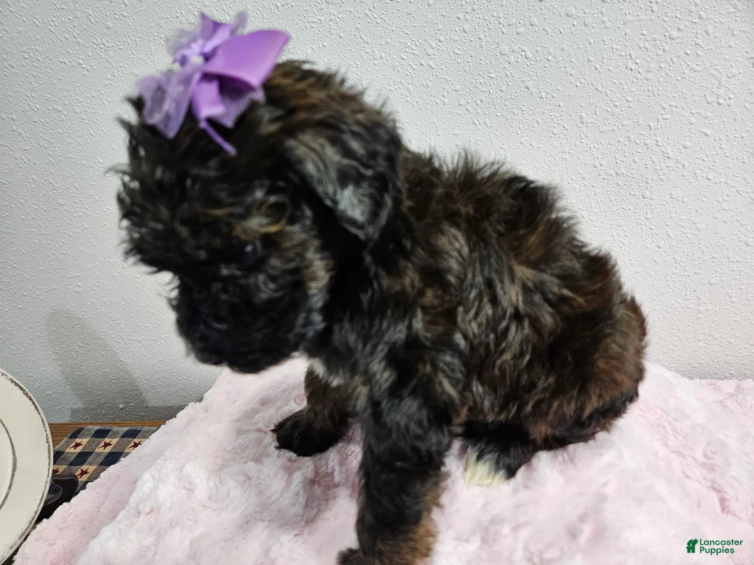 Goldendoodle dogs for sale: Kia - Ad 2