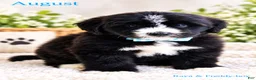 Bernedoodle dogs for sale: August  - Ad 1