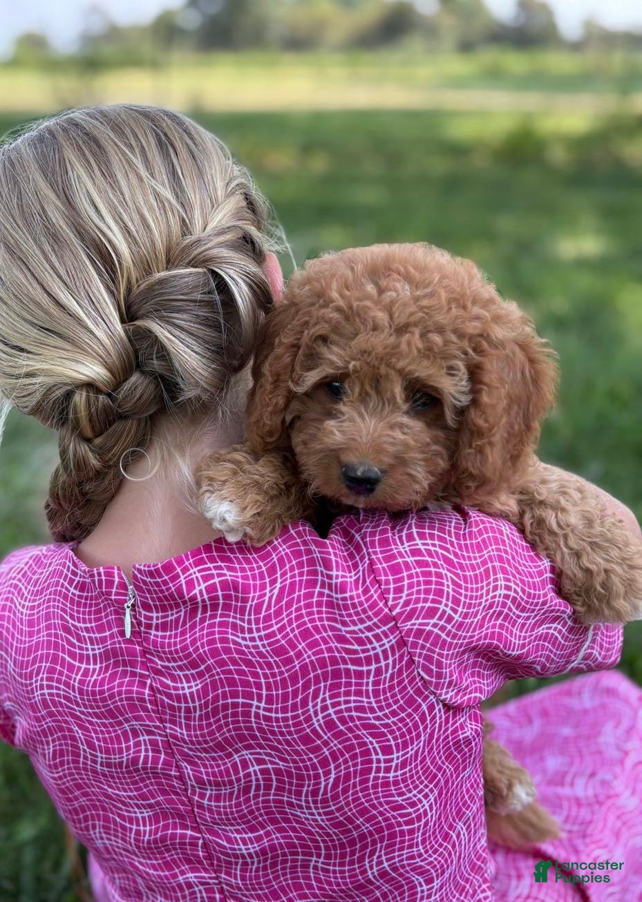Cavapoo dogs Rose - Ad 1