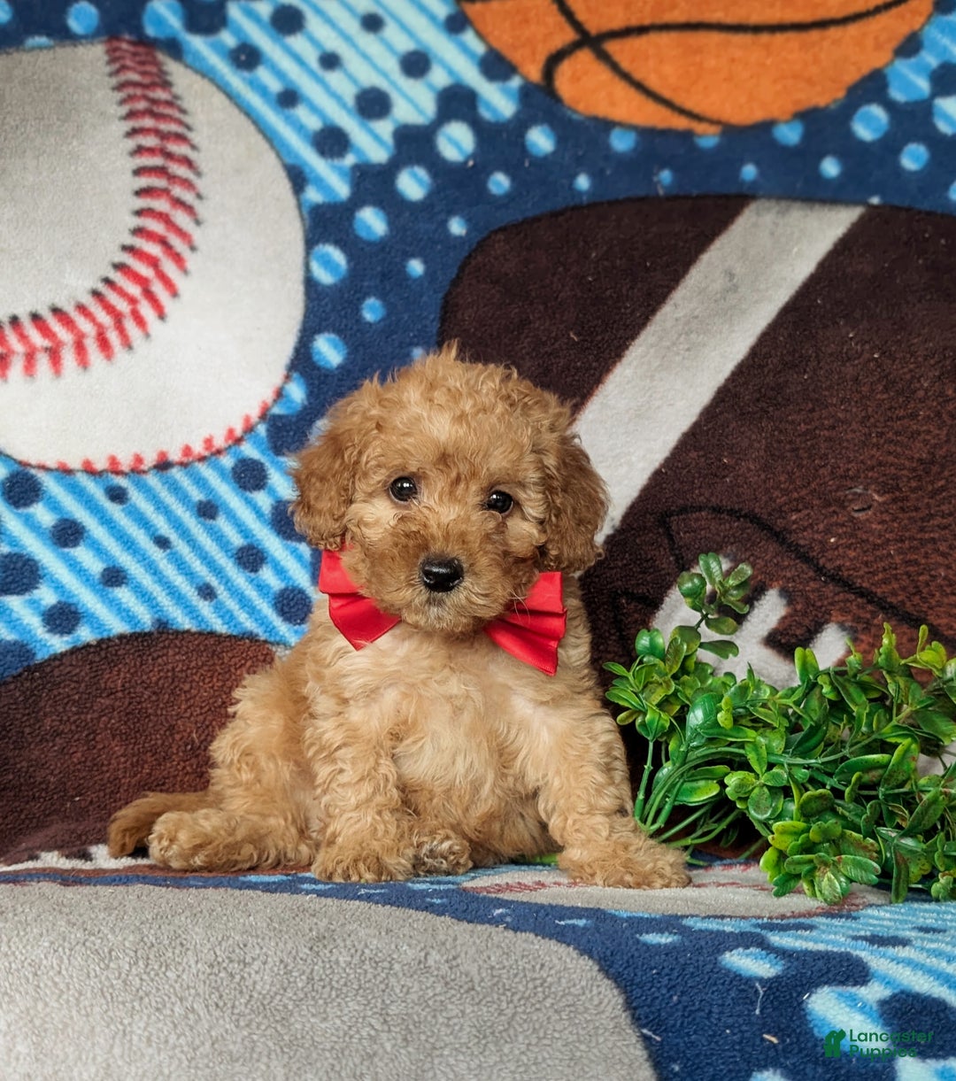 Cavapoo dogs for sale: Wendell Hypoallergenic - Ad 3