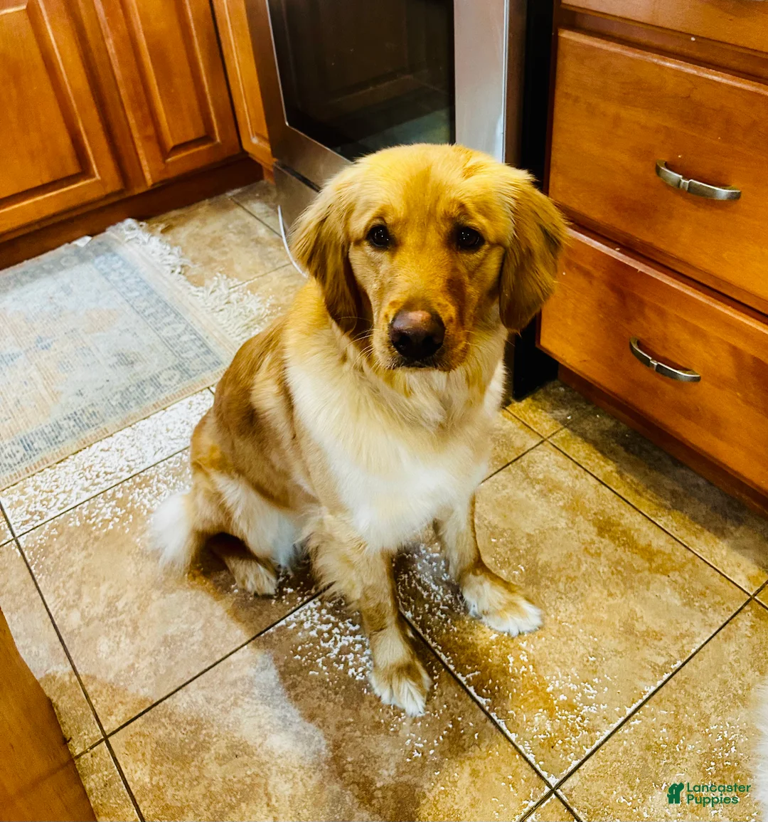 Golden Retriever dogs for sale: Golden Retriever Puppy 1 - Ad 1