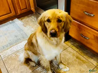 Golden Retriever dogs Golden Retriever Puppy 1 - Ad 34