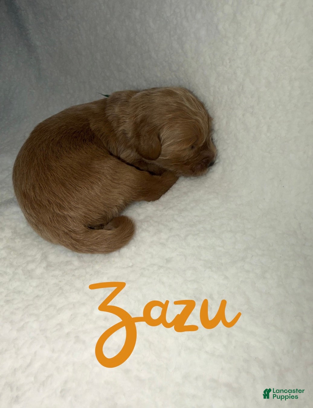 Goldendoodle dogs Zazu - Ad 9
