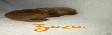Zazu