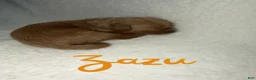 Goldendoodle dogs for sale: Zazu - Ad 1