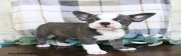 Frenchton dogs for sale: Johnny - Ad 5