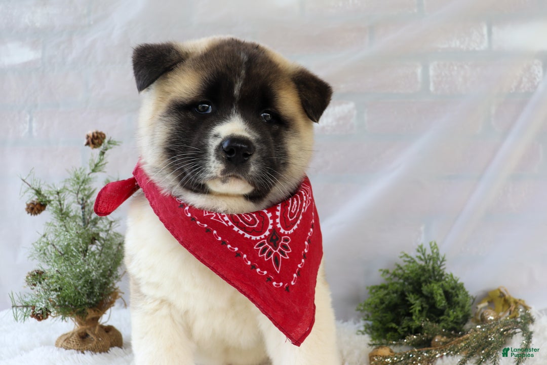 Akita dogs for sale: Trevor - Ad 7