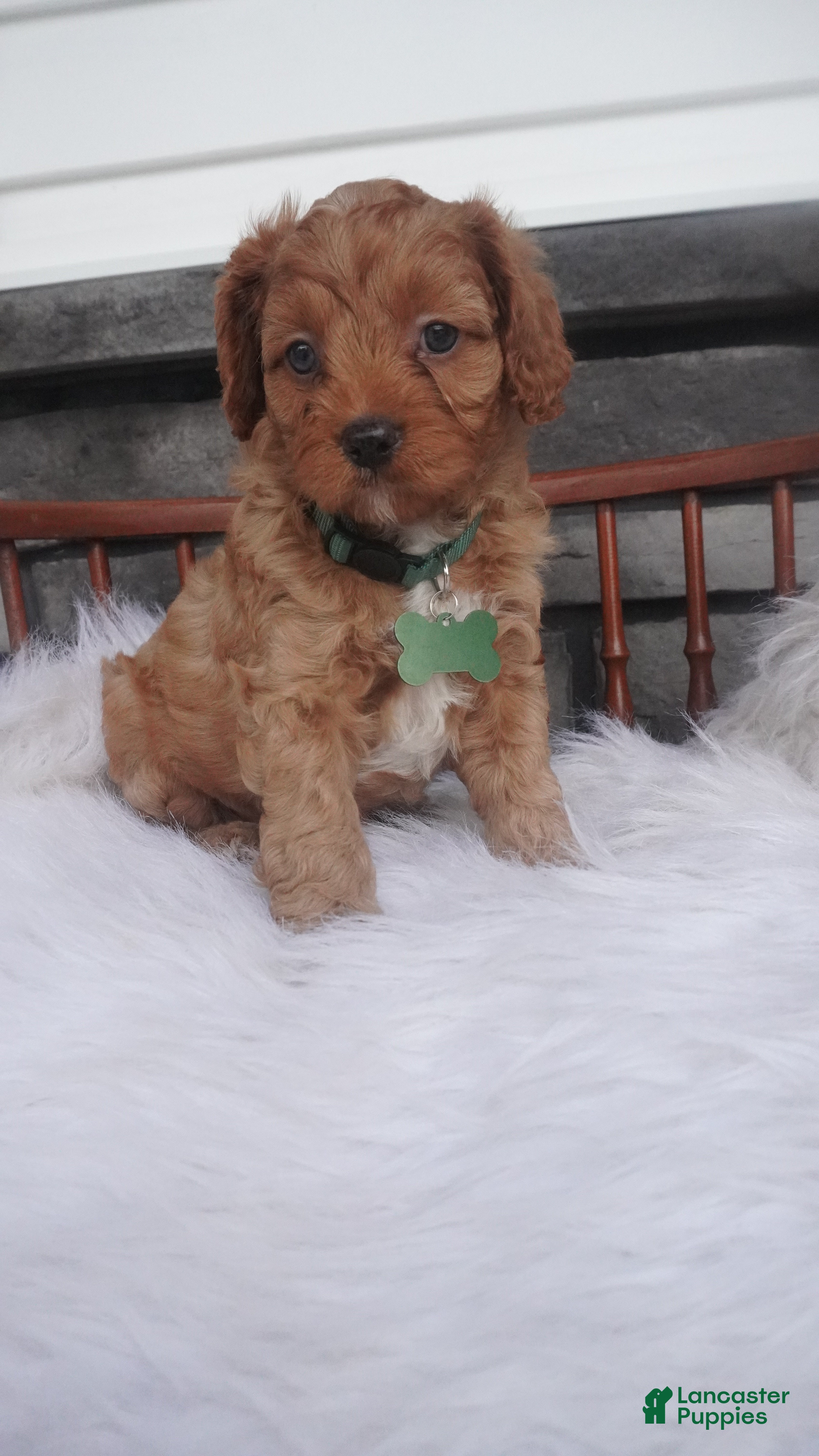 Cavapoo dogs Ollie - Ad 2