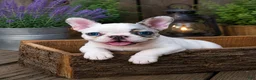 French Bulldog dogs for sale: Lovely - Ad 1