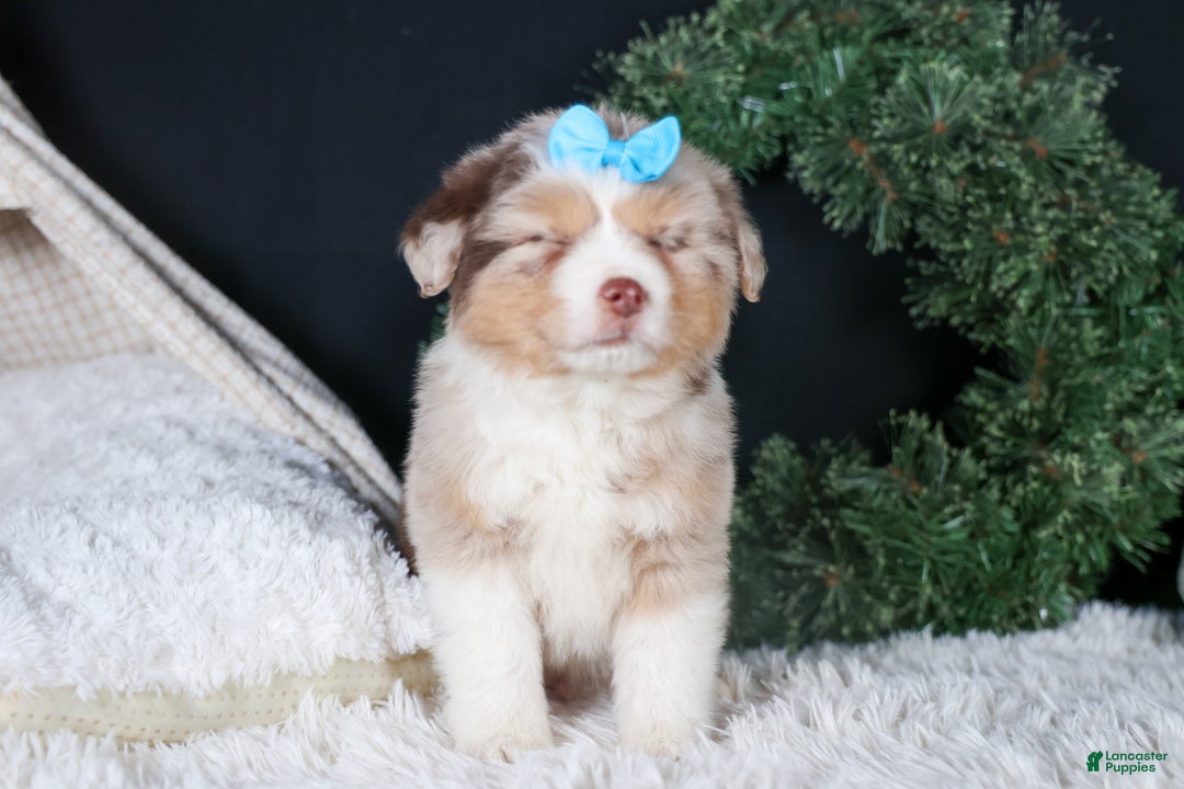 Miniature Australian Shepherd dogs for sale: SCOOTER - Ad 4