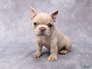 French Bulldog dogs - Ad 13