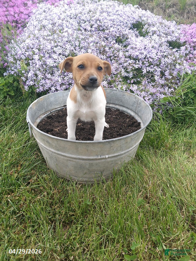 Jack Russell Terrier dogs Harley - Ad 2