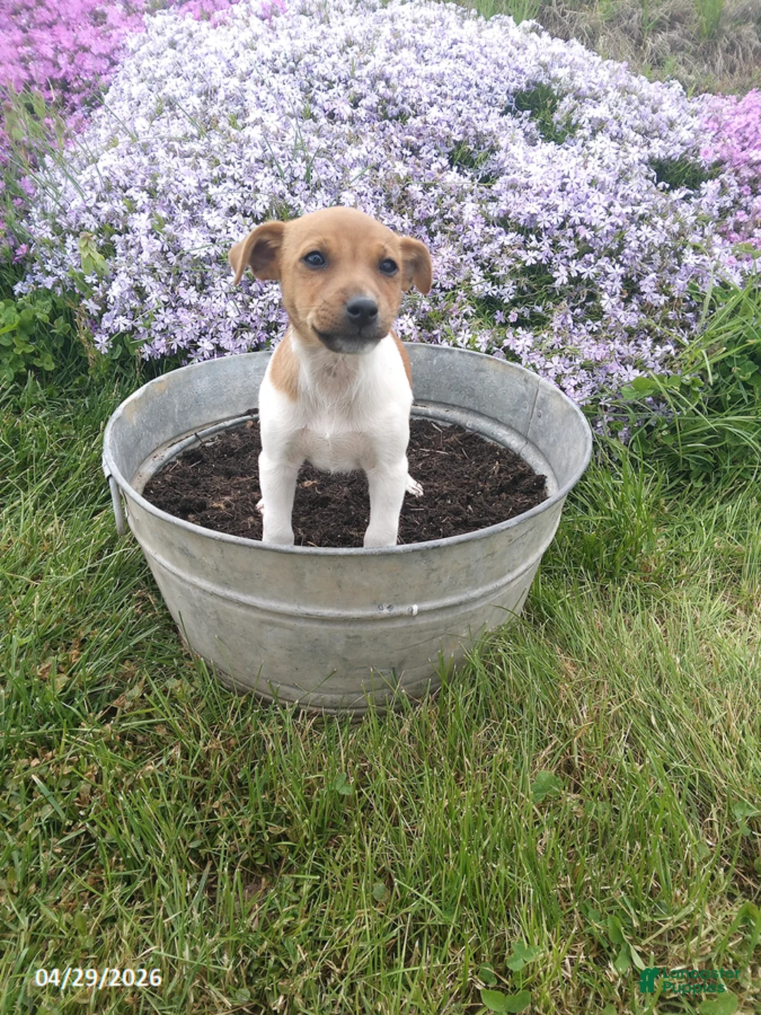Jack Russell Terrier dogs for sale: Harley - Ad 2