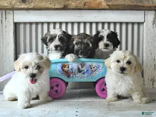 Maltipoo dogs Maverick - Ad 2